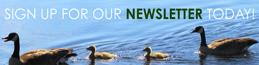 Newsletter Banner.png